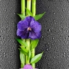 орхидея 9930